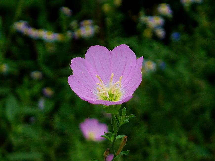 月见草含油量达25.1%含Y~亚麻酸达8.1%,最有开发前景
