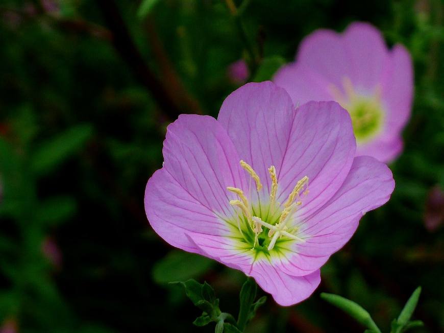 月见草含油量达25.1%含Y~亚麻酸达8.1%,最有开发前景
