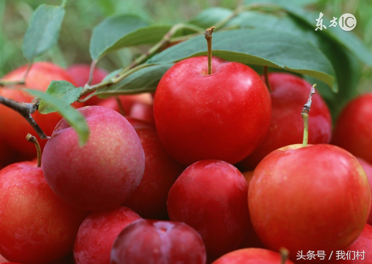 最好吃的李子是什么李子,吃李子甜