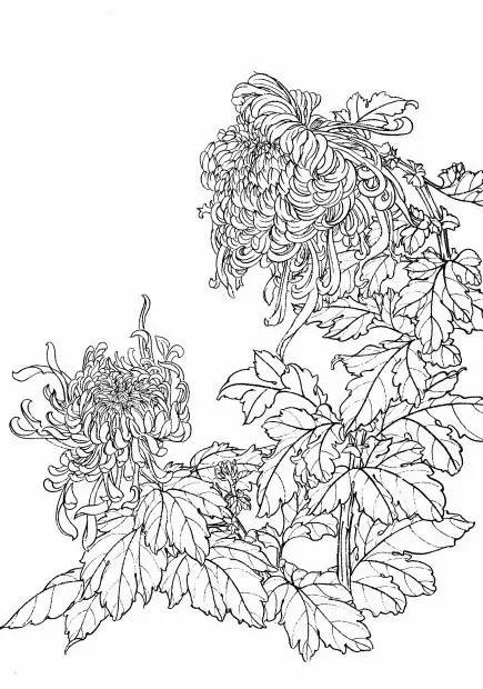 菊花白描工笔画图片大全,国画菊花鸟类白描教学视频