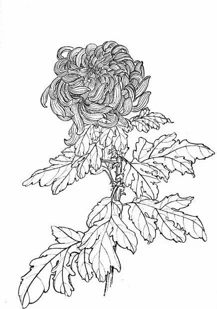菊花白描工笔画图片大全,国画菊花鸟类白描教学视频