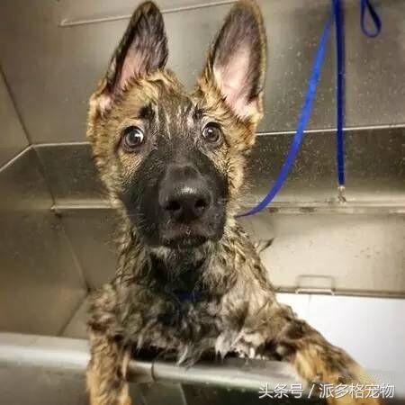 洗澡狗狗害怕,为什么洗澡狗狗喜欢跟着