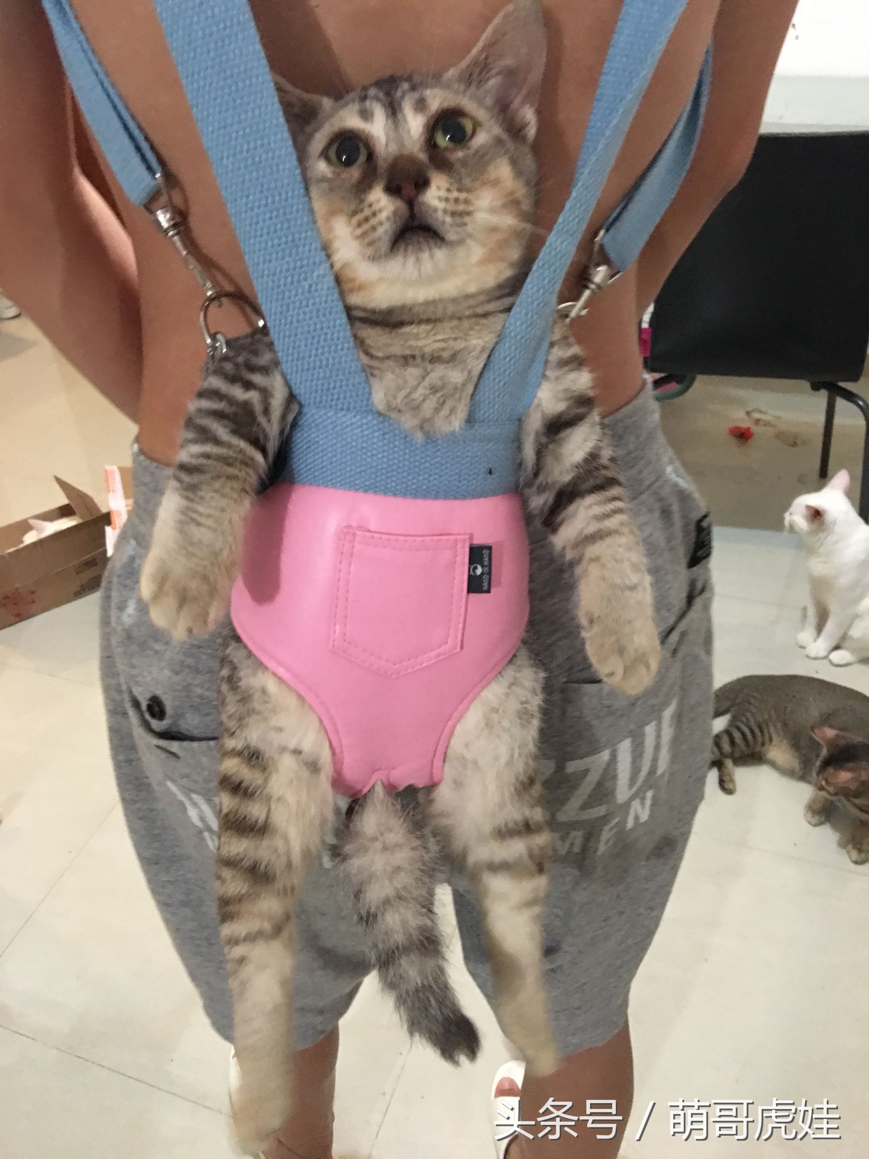 铲屎官在家门口捡到一只小猫,小猫被铲屎官的呼噜惊呆