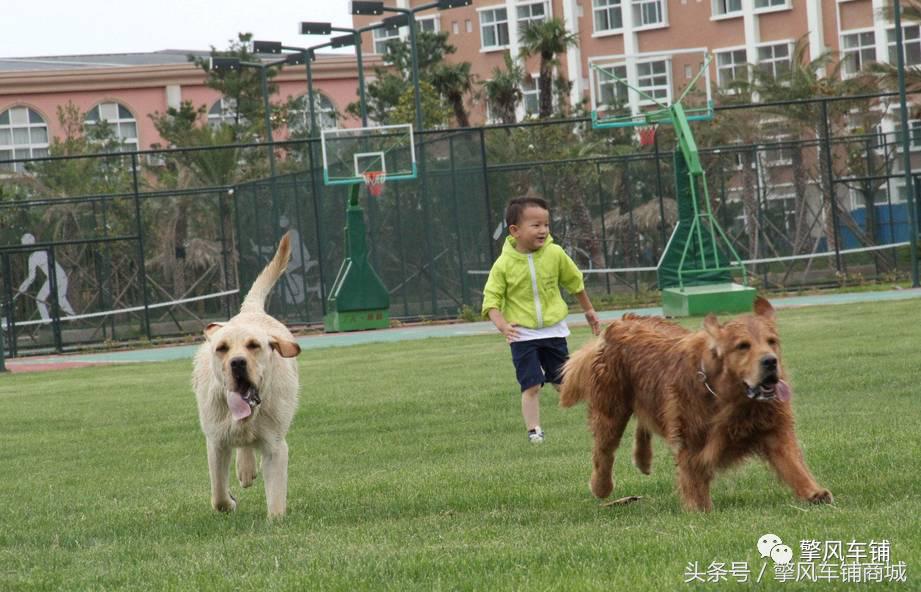 狗狗伤人赔偿标准,车撞了狗狗跑了保险赔吗