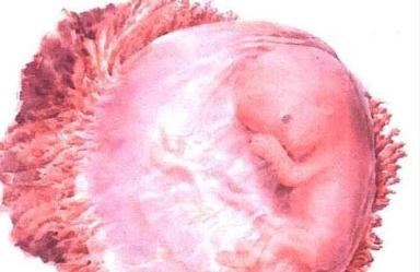 怀孕多久可以看出胎盘正常不正常,孕中期如何让胎盘好好的