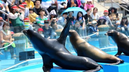 青岛海景花园大酒店春节,青岛市南区海景花园大酒店
