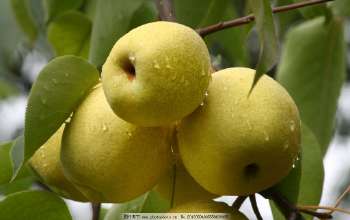 夏天清热解暑的水果,冬季防止上火的十大水果