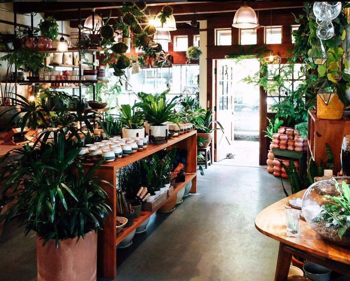 卖的最好的植物店,植物店能买到哪些植物