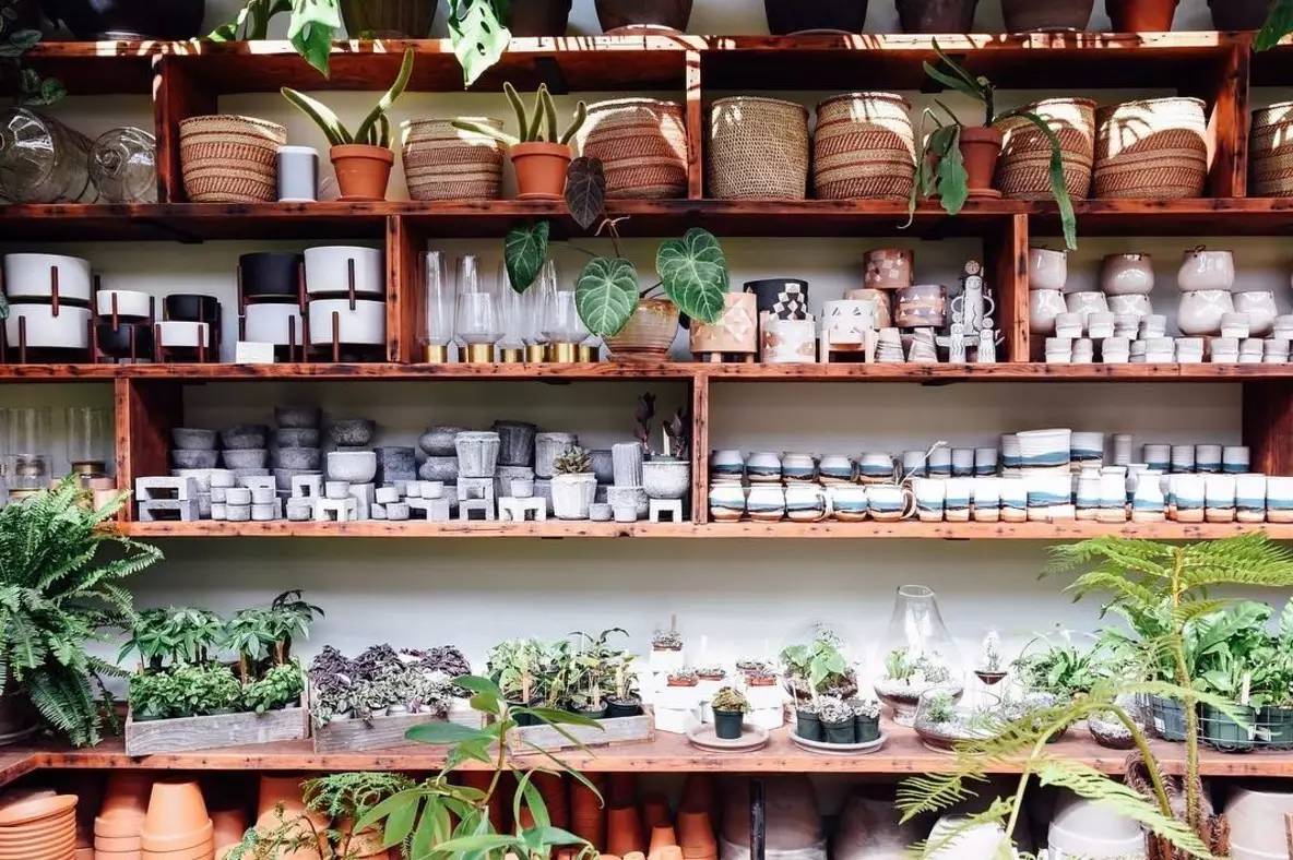 卖的最好的植物店,植物店能买到哪些植物