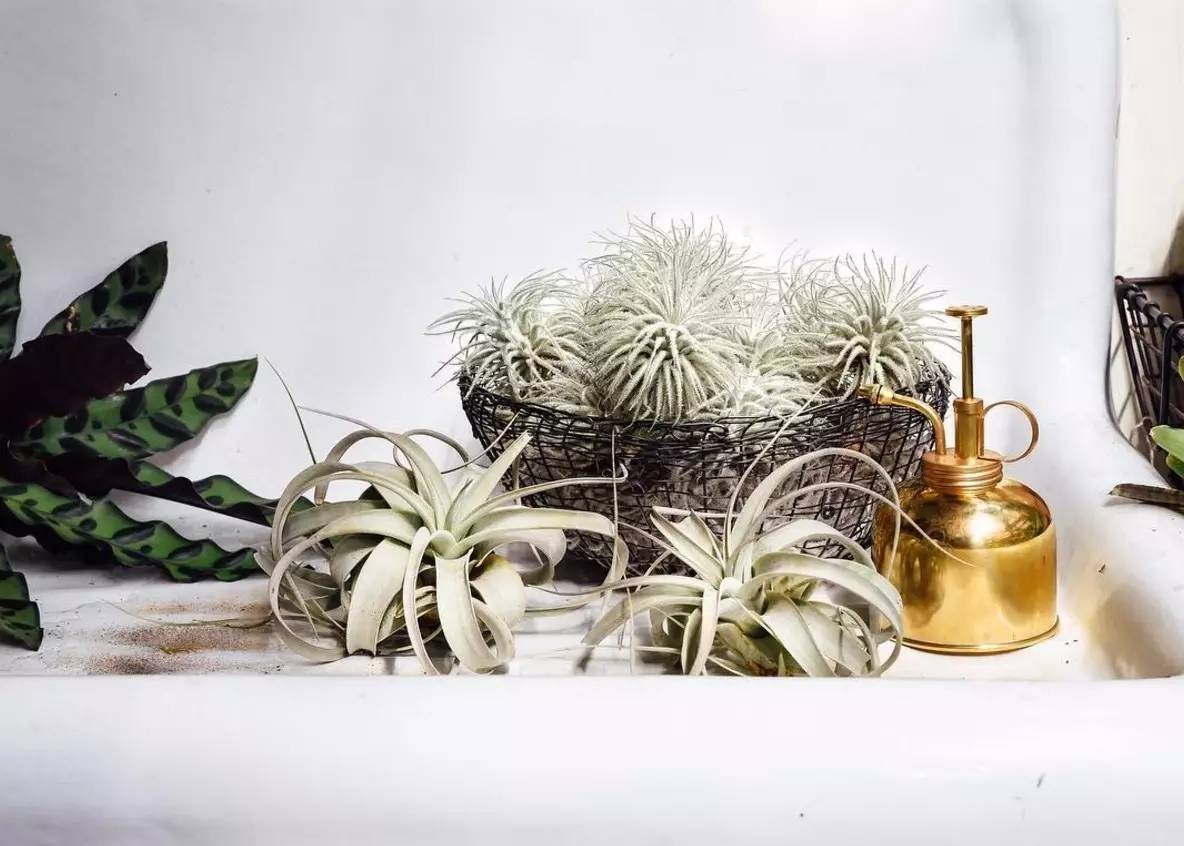 卖的最好的植物店,植物店能买到哪些植物