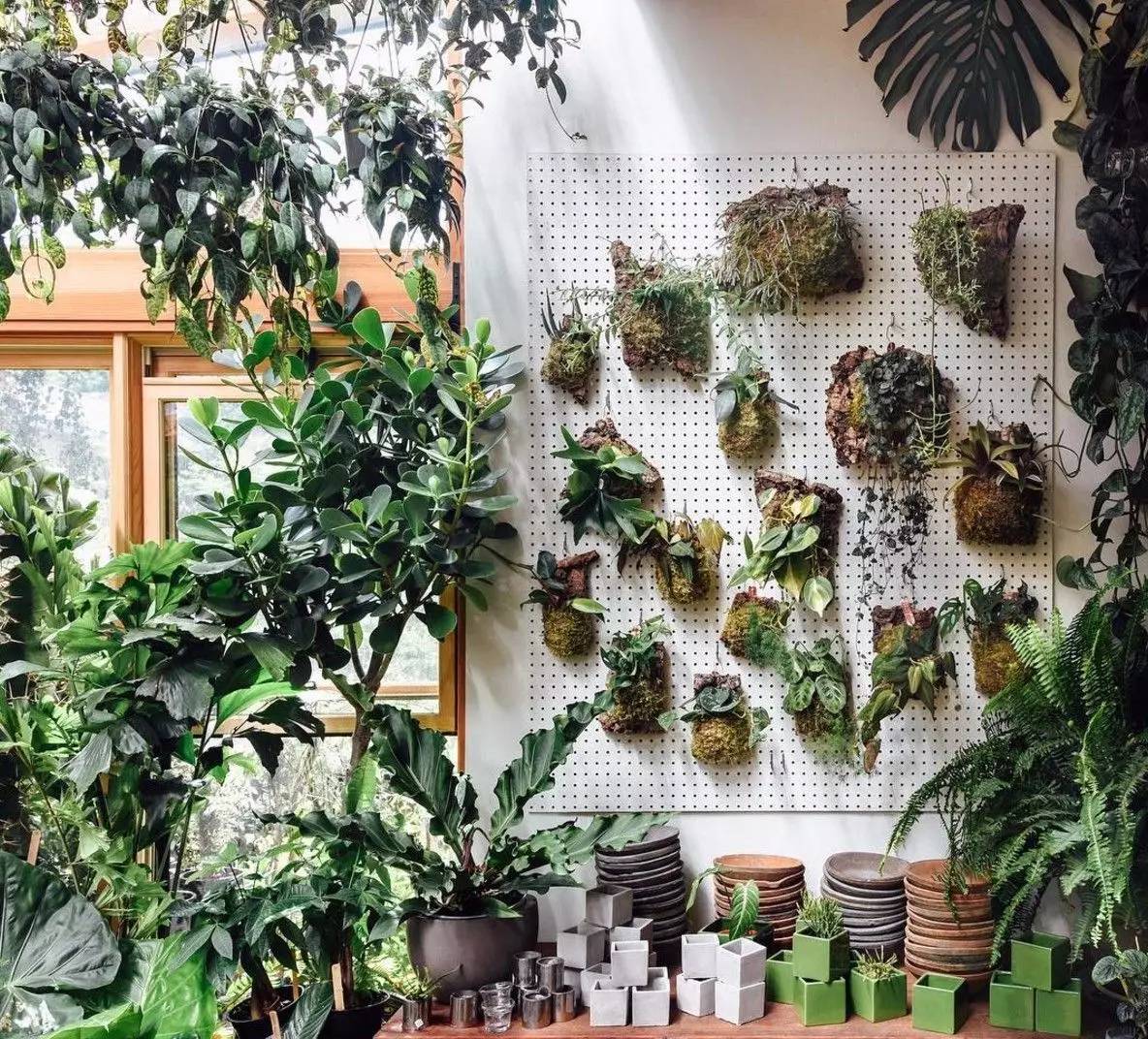 卖的最好的植物店,植物店能买到哪些植物