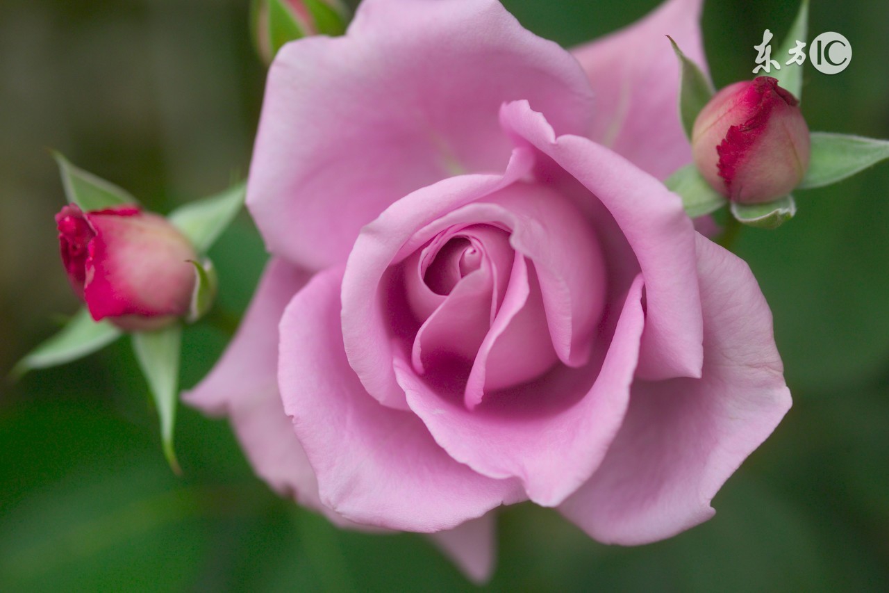 你们在送玫瑰，也在收玫瑰，有几个知道玫瑰的含义