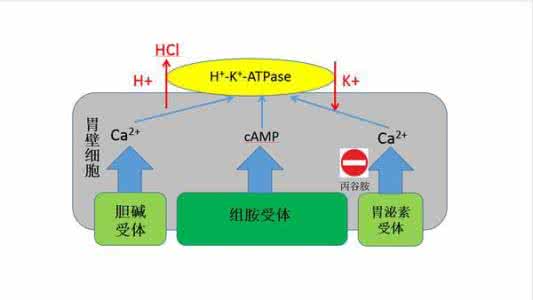 一吃饭就想拉，人称“直肠子”，这是什么病