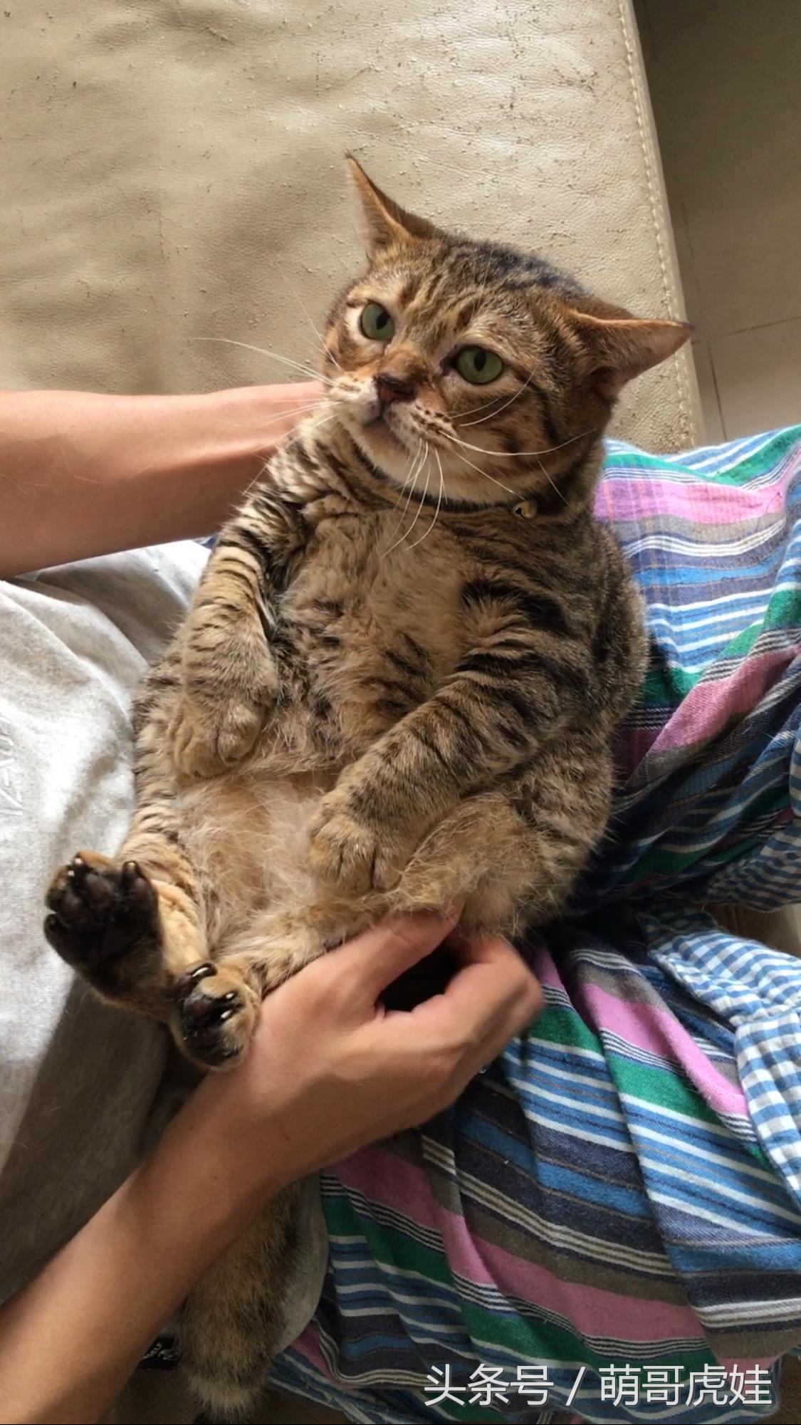 家里的喵星人割了蛋蛋后总是用手挡,小猫:我挡住的是蛋蛋的忧伤