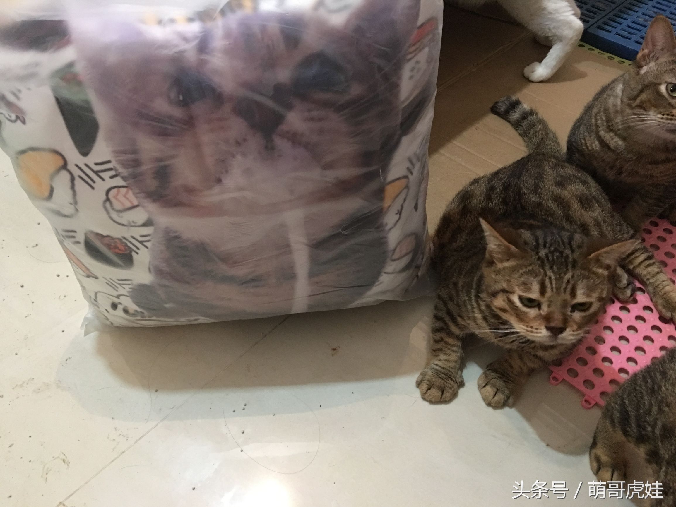 家里的喵星人割了蛋蛋后总是用手挡,小猫:我挡住的是蛋蛋的忧伤