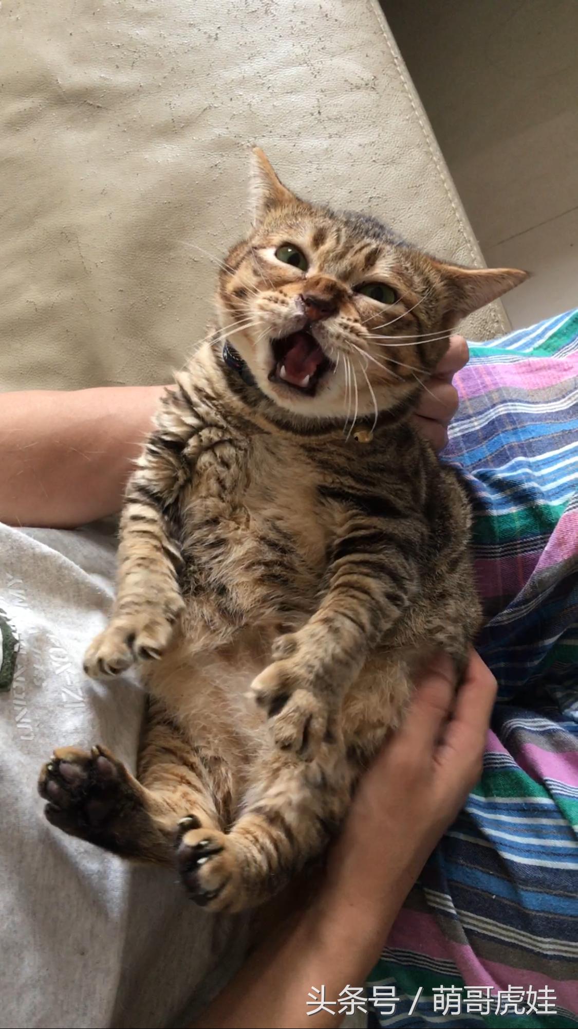 家里的喵星人割了蛋蛋后总是用手挡,小猫:我挡住的是蛋蛋的忧伤