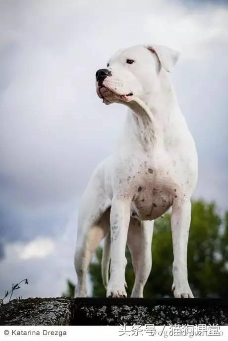 阿根廷杜高犬视频上传,阿根廷杜高犬品相最好