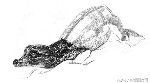 如何学素描——素描小鳄鱼的绘画教程