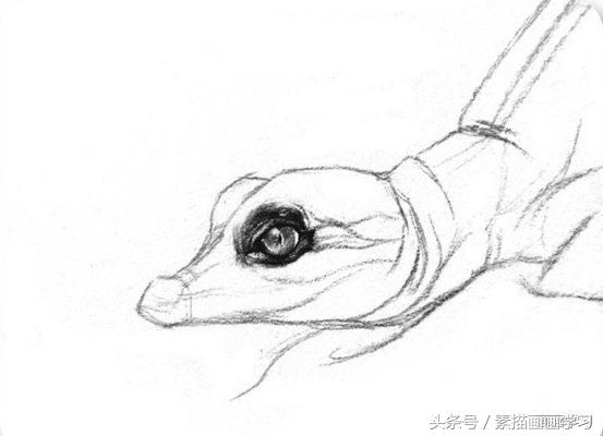 如何学素描——素描小鳄鱼的绘画教程
