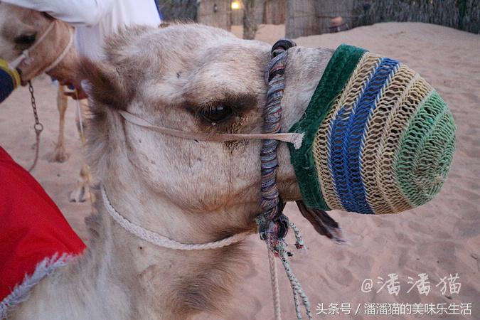 迪拜旅游是落地签吗,迪拜自由行免费签证