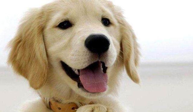 13种常见的宠物狗品种,狗狗价格表又便宜又好养