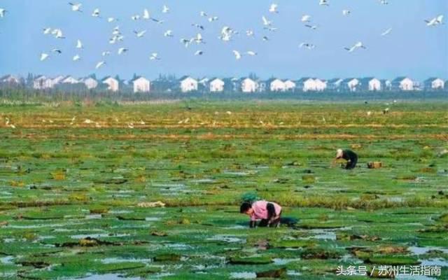 郭巷尹山湖最新视频,郭巷尹山湖原唱