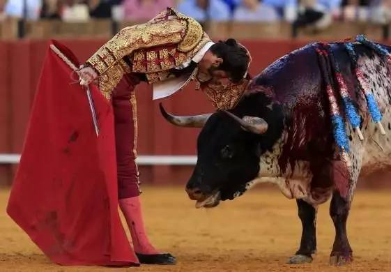 新西兰西班牙斗牛,西班牙杀斗牛