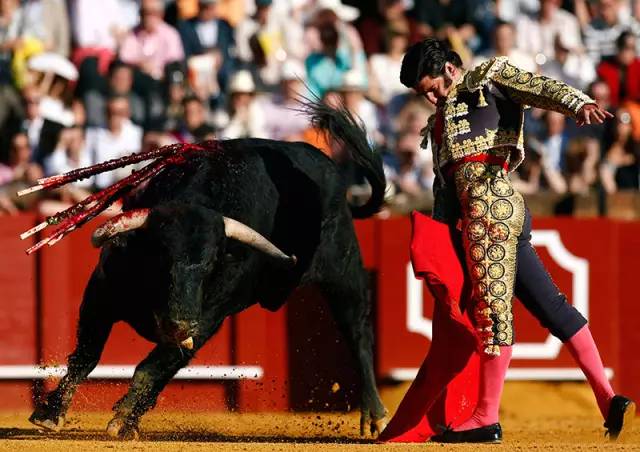 新西兰西班牙斗牛,西班牙杀斗牛