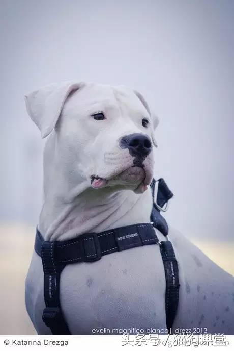 阿根廷杜高犬视频上传,阿根廷杜高犬品相最好