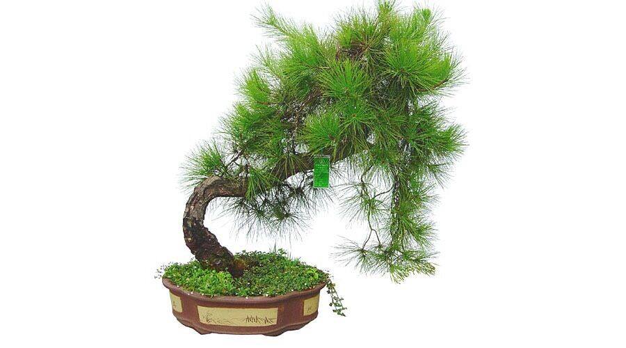 旺财风水植物有哪些