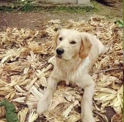 金毛抛弃主人的表现,金毛突然对着主人吼叫原因