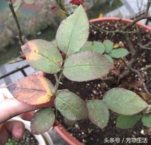养月季最常见的叶枯病，两步就能救回来！