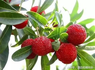 杨梅酒的制作方法夏天,广东正宗杨梅酒怎么做