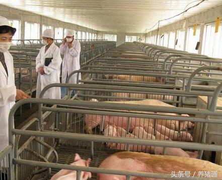 猪场漏粪用什么地板,猪舍漏粪地板