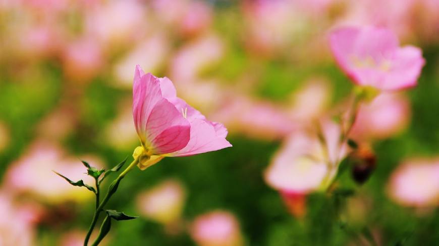 月见草含油量达25.1%含Y~亚麻酸达8.1%,最有开发前景