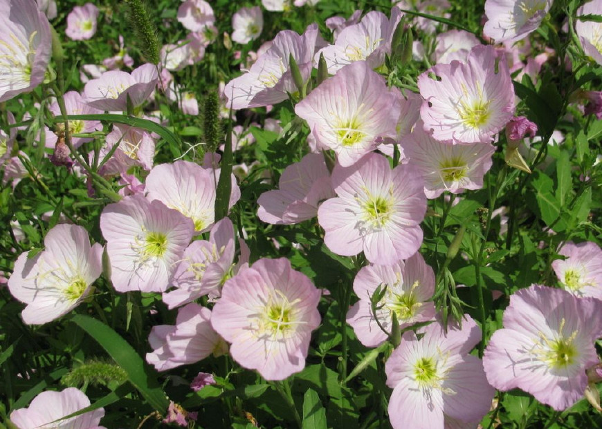 月见草含油量达25.1%含Y~亚麻酸达8.1%,最有开发前景