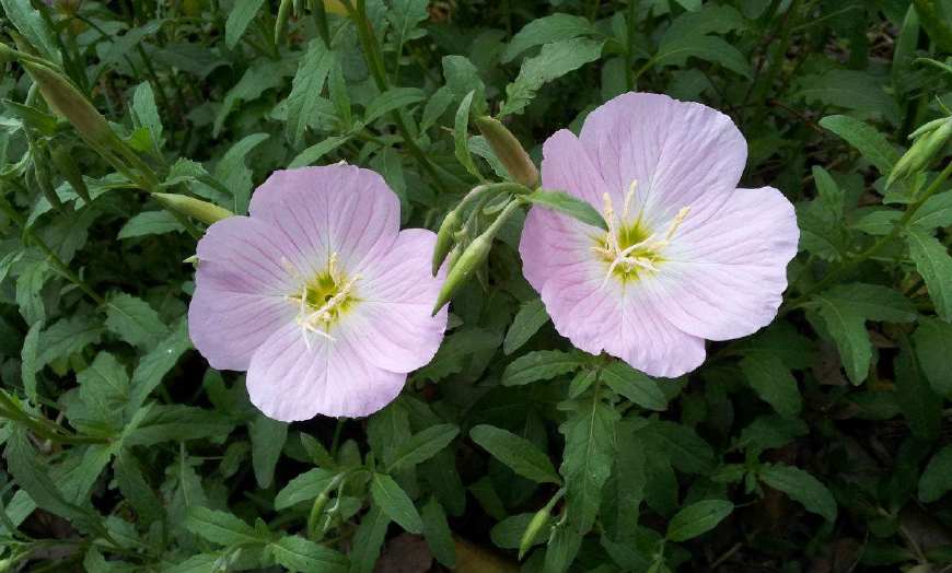 月见草含油量达25.1%含Y~亚麻酸达8.1%,最有开发前景