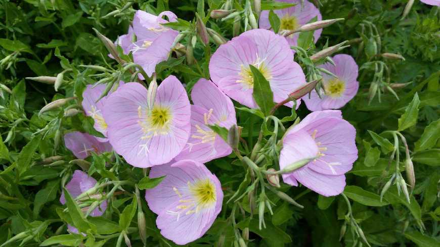 月见草含油量达25.1%含Y~亚麻酸达8.1%,最有开发前景
