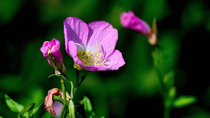 月见草含油量达25.1%含Y~亚麻酸达8.1%,最有开发前景