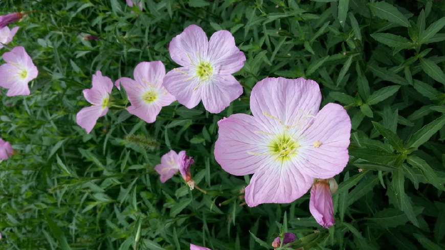 月见草含油量达25.1%含Y~亚麻酸达8.1%,最有开发前景