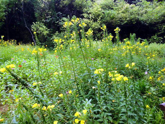 月见草含油量达25.1%含Y~亚麻酸达8.1%,最有开发前景