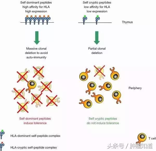 害怕乳腺癌切不净会复发？！新技术帮你杜绝复发风险！