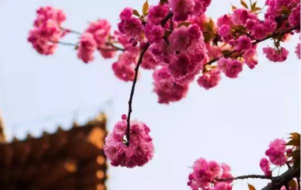 西安市雁塔区经济实力,雁塔区是西安最大的吗