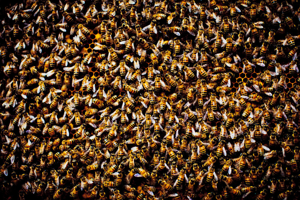 被蜜蜂蛰了该怎么处理比较好,被蜜蜂蛰了如何正确处理