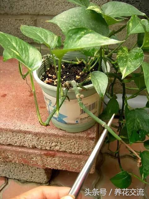 土培绿萝怎么养才能不黄叶茂盛,绿萝的养殖方法和注意事项土培