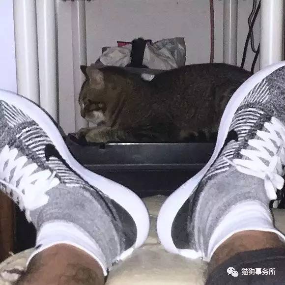 为什么猫可以让一个人的心情变好,猫能使人成熟的从来不是岁月