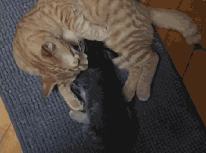 为什么猫可以让一个人的心情变好,猫能使人成熟的从来不是岁月