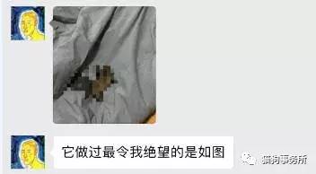 为什么猫可以让一个人的心情变好,猫能使人成熟的从来不是岁月