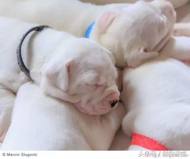 阿根廷杜高犬视频上传,阿根廷杜高犬品相最好