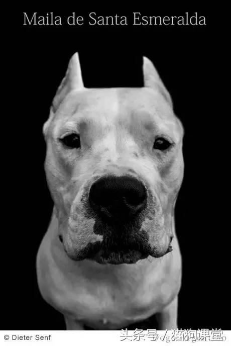 阿根廷杜高犬视频上传,阿根廷杜高犬品相最好